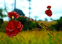 Fleurs dansantes sous le ciel d'&eacute;t&eacute; radieux